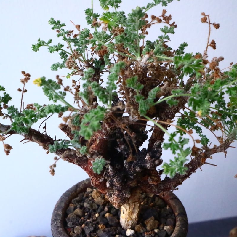 ペラルゴニム アルテルナンス Pelargonium alternans No.015