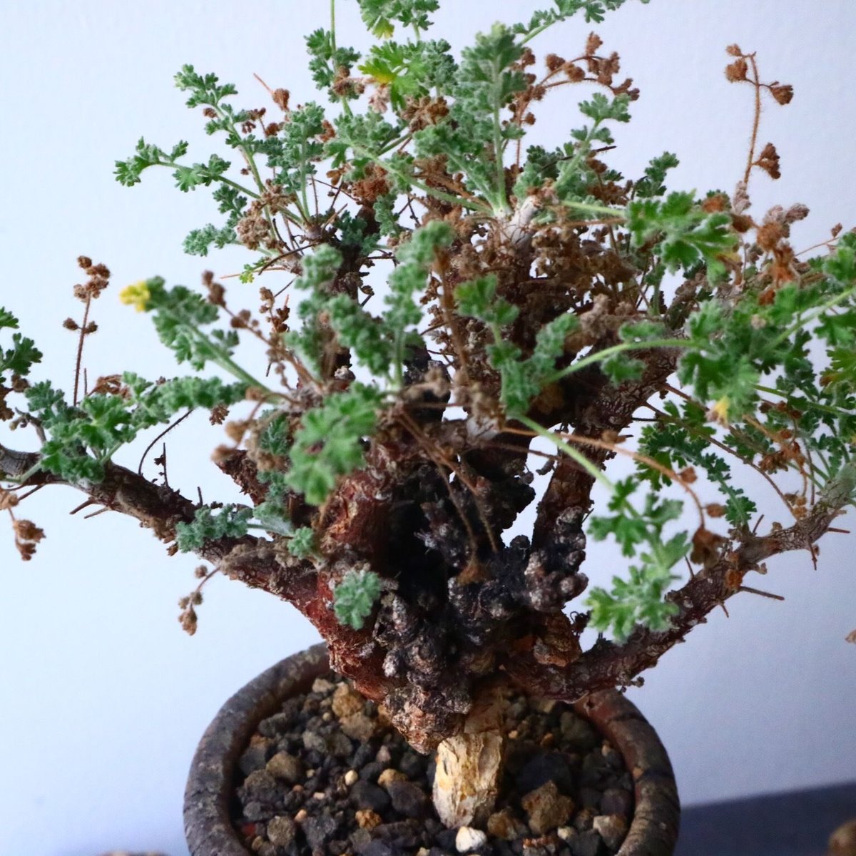 ペラルゴニム アルテルナンス Pelargonium alternans No.015