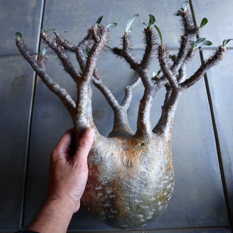 パキポディウム グラキリス   Pachypodium rosulatum var. gracilius no.110342