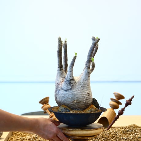たけろうポット × Pachypodium  gracilius   no.72367