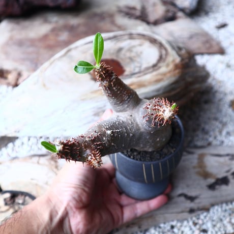 パキポディウム  マカイエンセ    Pachypodium Makayense  no72123