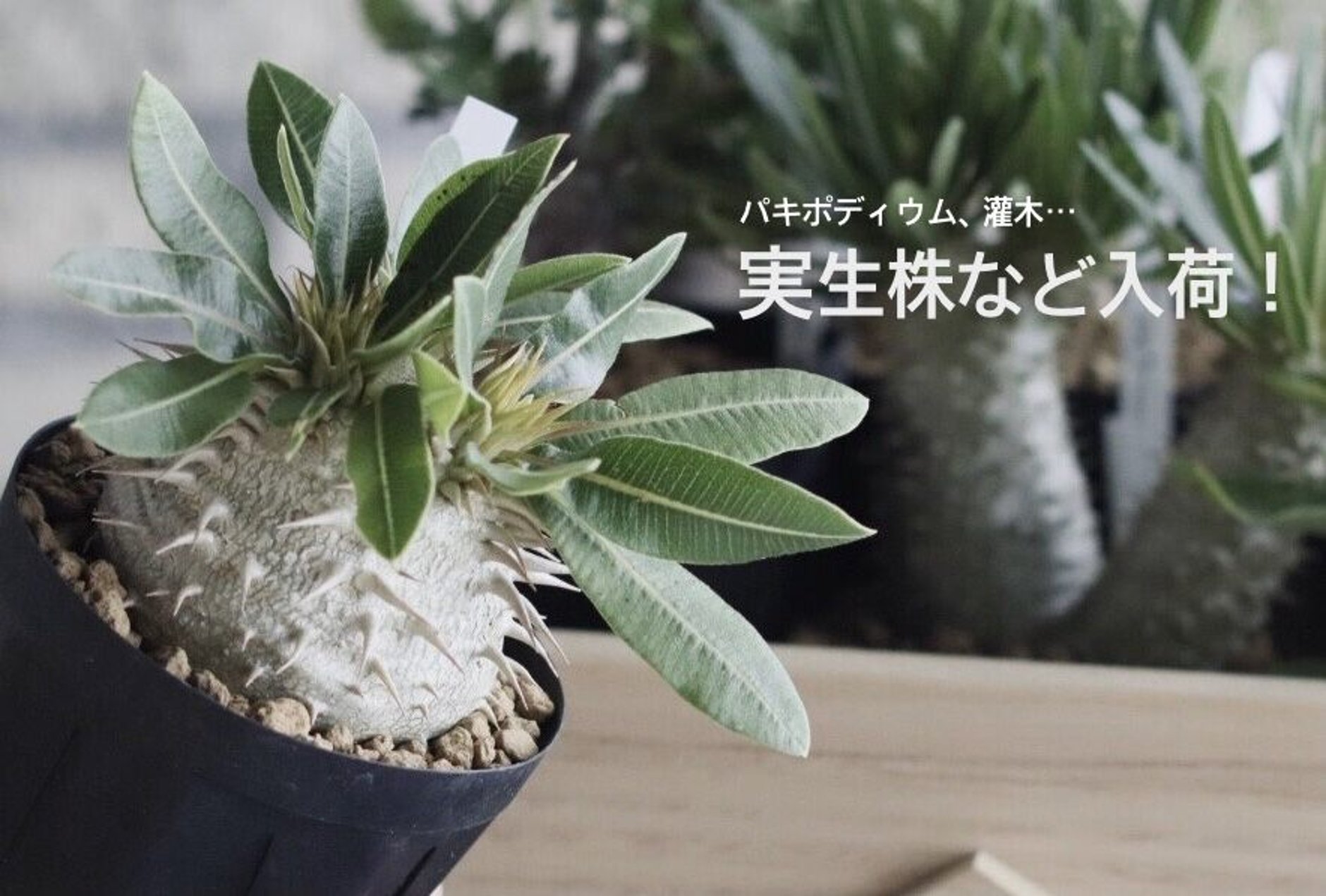 芽の巣山