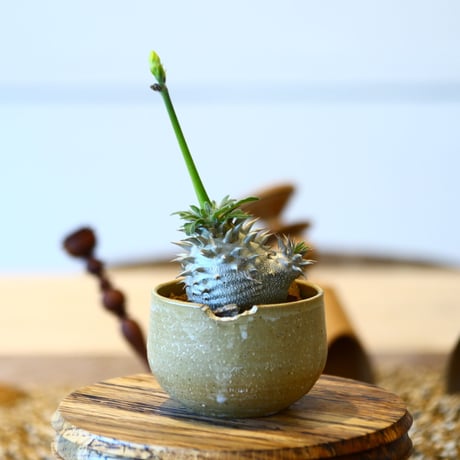 パキポディウム  恵比寿大黒 / Pachypodium  Densicaule    no.50745