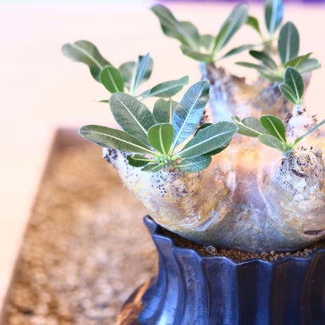 Pachypodium densiforum × soso    no.100840