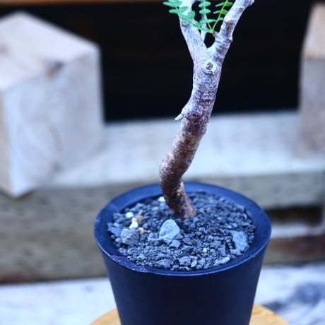 コミフォラ モンストローサ   Commiphora monstrosa   no.82912