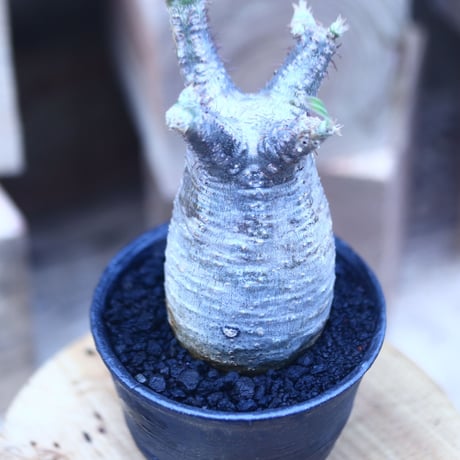 パキポディウム  グラキリス   Pachypodium  gracilius       no.31412