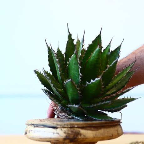 Agave horrida / Style of Chika   no.1015/37