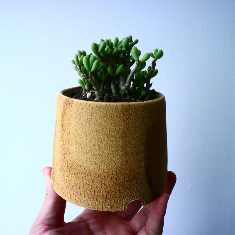 チレコドン スカエフェリアヌス Tylecodon schaeferanus No