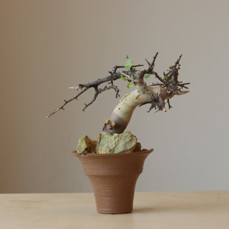 Commiphora kataf  × N/OH (3.5号鉢)   no.412-3