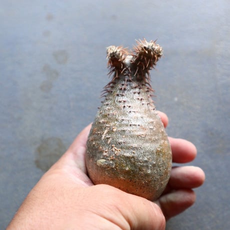パキポディウム グラキリス 抜苗  Pachypodium rosulatum var. gracilius no.92927