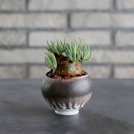 MASSES×M&M Plant Stand 芽の巣山 CATEGORY MASSES ×M&M | 芽の巣山