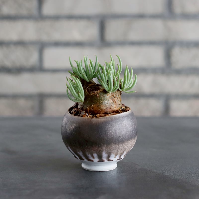 Tylecodon pearsonii / 白象 × 山山 特別共作鉢 (2.5号) no