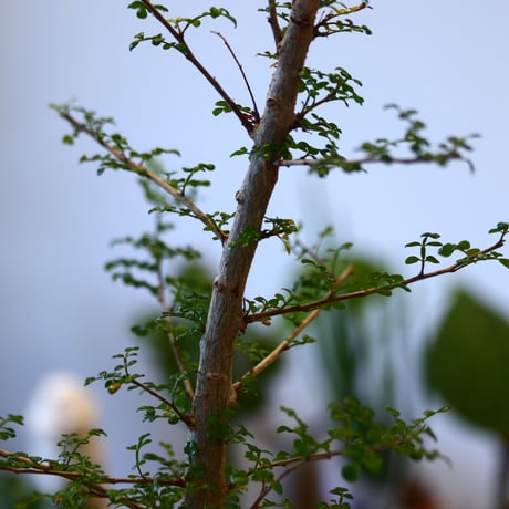 YAMABACHI ver. takero pot  × Operculicarya decaryi  no.102249