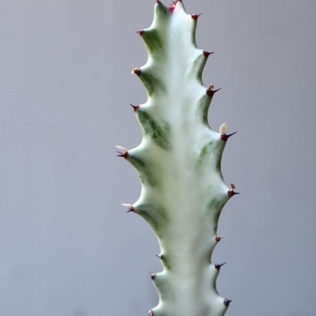 ユーフォルビア   ホワイトゴースト   Euphorbia lactea 'White Ghost'  no.111102