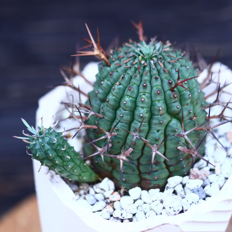 ユーフォルビア 群星冠 Euphorbia stellispina no.30625