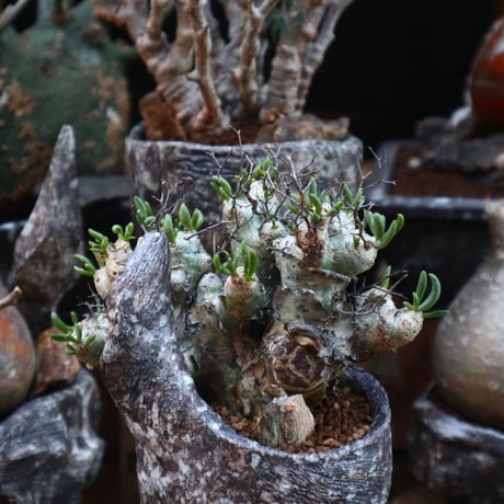 チレコドン  レスキュラーツ  万物想／Tylecodon  reticulate  no.121801