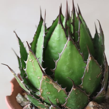 Agave horrida × N/OH (5号鉢)  no.420-55