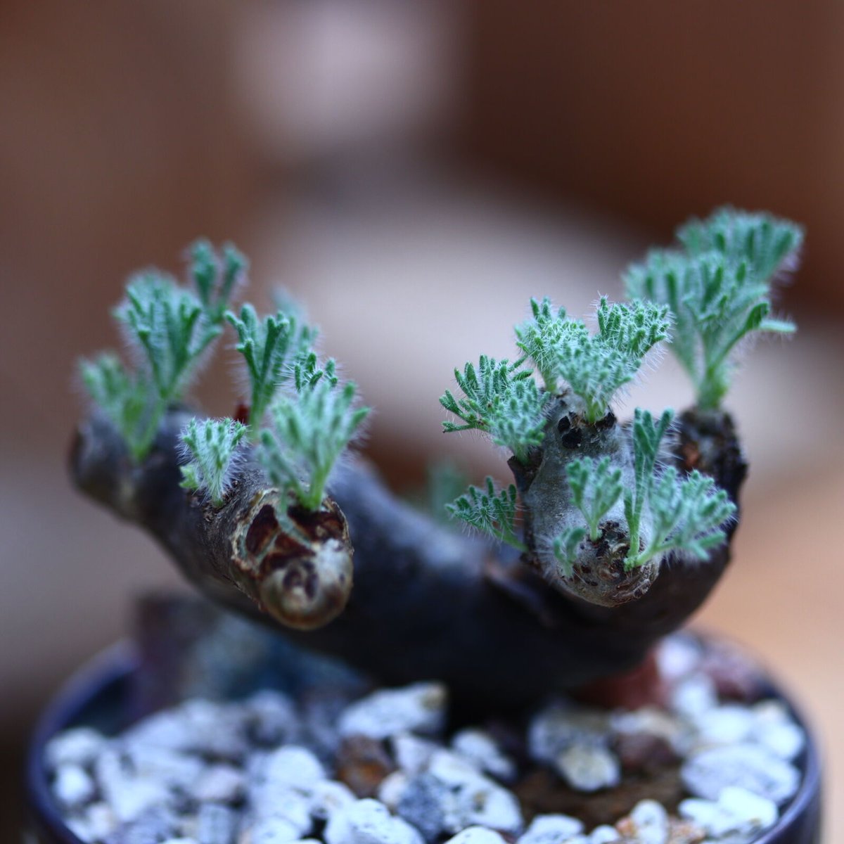 サルコカウロン ムルチフィズム／Sarcocaulon multifidum no.82