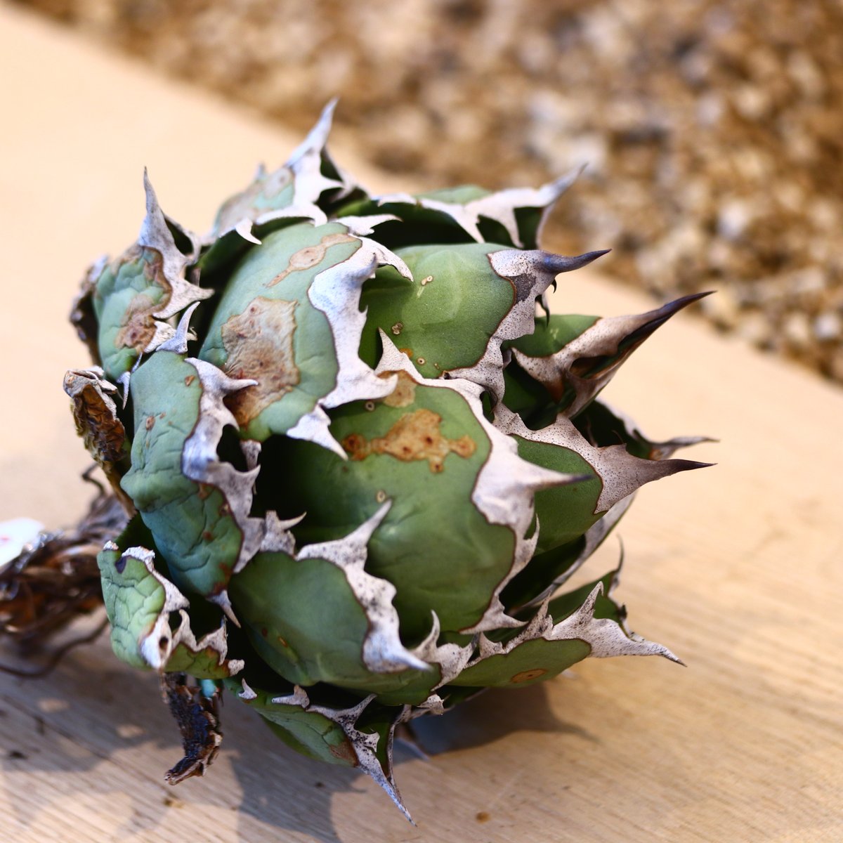 AGAVE titanota 姫厳竜 アガベ・チタノタ 姫厳竜（ボールタイプ）大-092｜agave