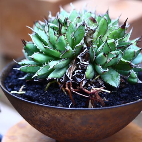 アガベ チタノタ フィリグリー ／Agave titanota "Filigree crested    no.82945