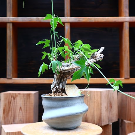 コラロカルプス    グロメルリフロルス ／ Corallocarpus glomeruliflorus    no.61931