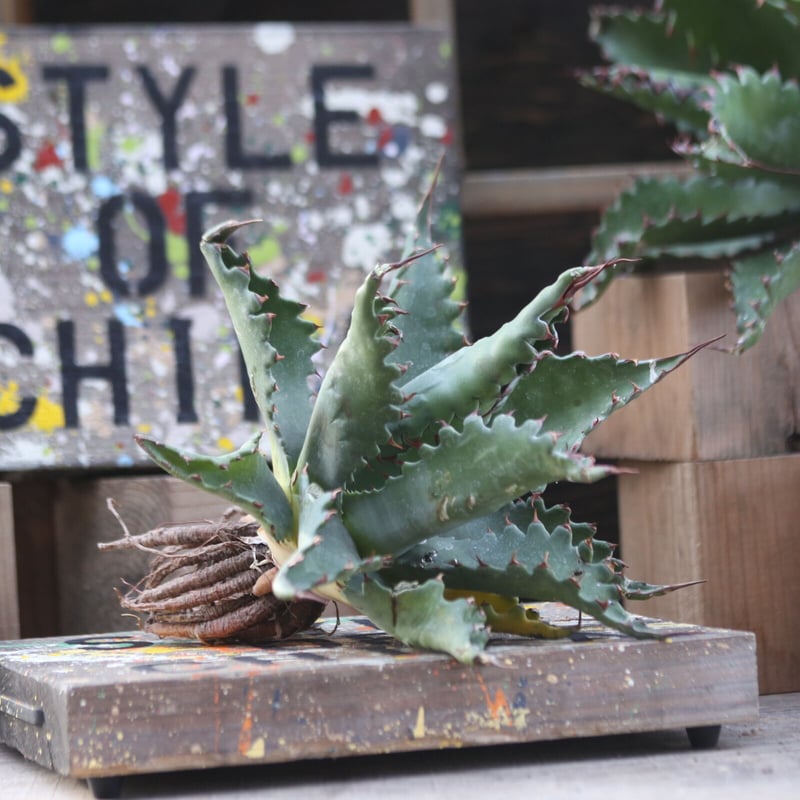 アガベ ジェントリー ジョーズ/agave gentryi Jaws no.10349 アガベ ジェントリー ジョーズ/agave gentryi Jaws no.10349