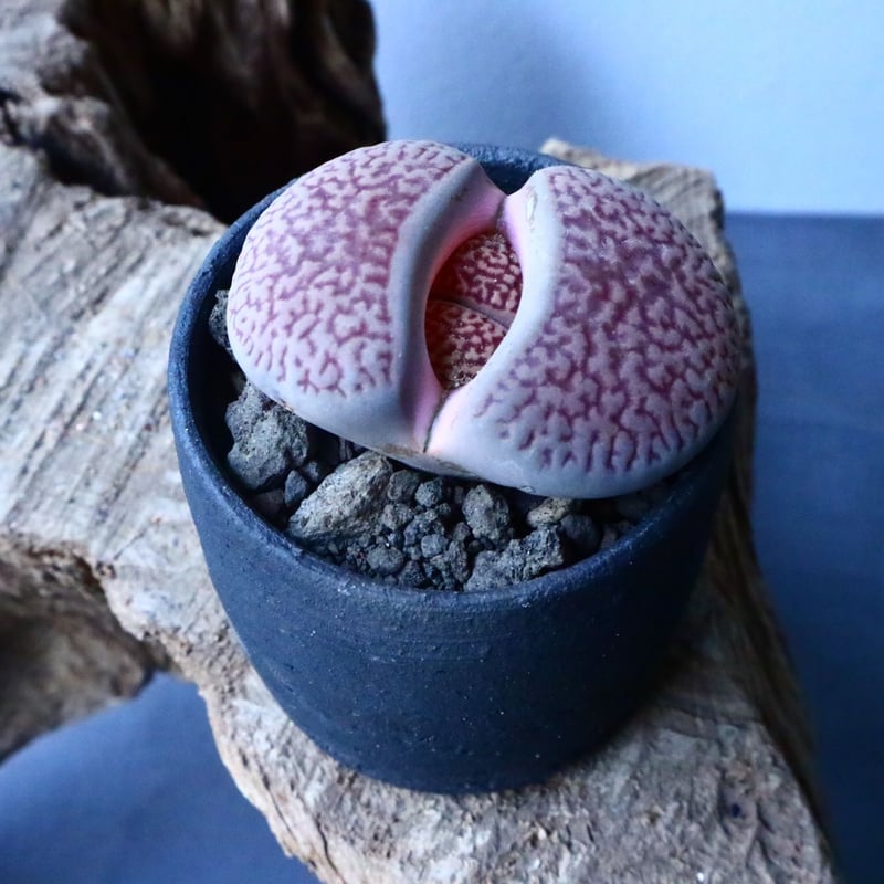 リトープス 網目魅巴里玉 No.050 | 芽の巣山