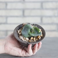 Agave  ”Papilio platanioides” × takero pot (4号)  no.621/64