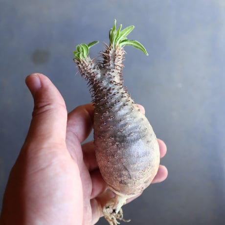 パキポディウム グラキリス 抜苗  Pachypodium rosulatum var. gracilius no.100626