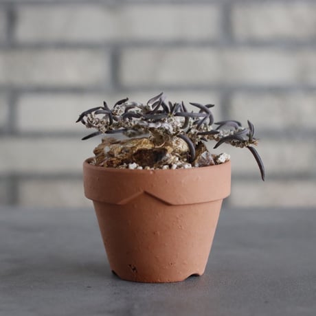 Euphorbia cylindrifolia × YAMABACHI (3号) no.607/17