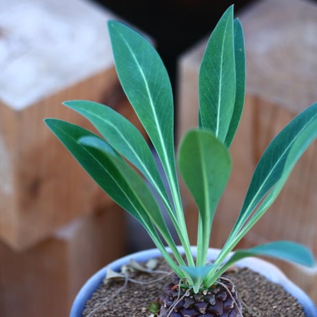 ユーフォルビア  鉄甲丸／Euphorbia bupleurifolia   no.22749