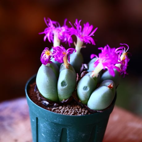 コノフィツム  紫苑  (紫花)   Conophytum 'Shien'    no.111559