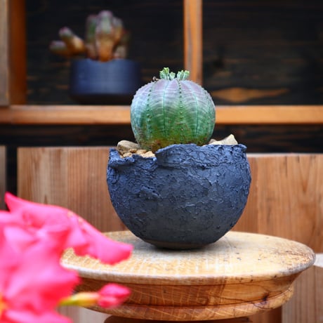ユーフォルビア  シンメトリカ ♀／Euphorbia  symmetrica     no.60521