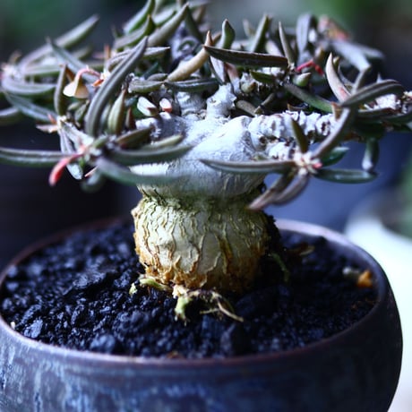 ユーフォルビア キリンドフォリア    Euphorbia cylindrifolia   no.17934