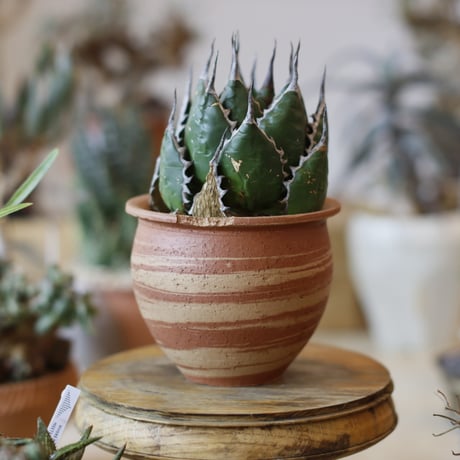 Agave horrida × N/OH (3.5号)  no.104/14