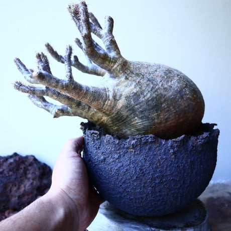 パキポディウム グラキリス Pachypodium rosulatum var. gracilius no.52605