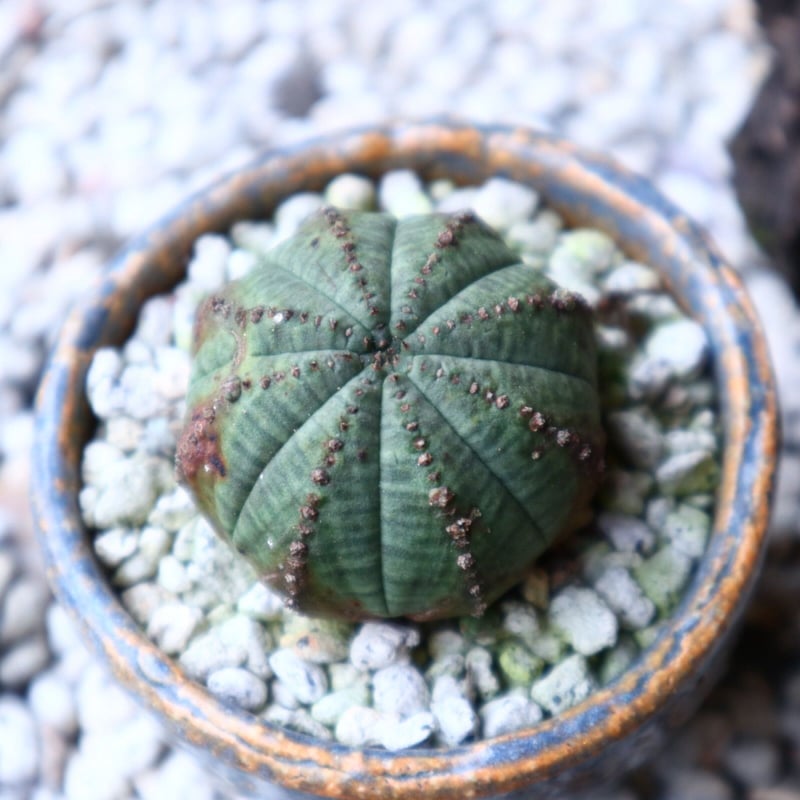 ユーフォルビア オベサ Euphorbia obesa no.91515 | 芽の巣山