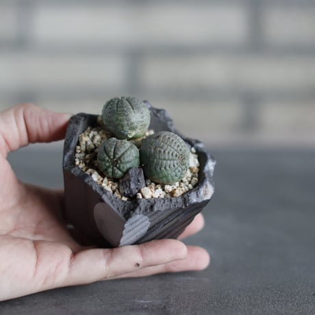 Euphorbia obesa × N/OH (3号)  no.524/36