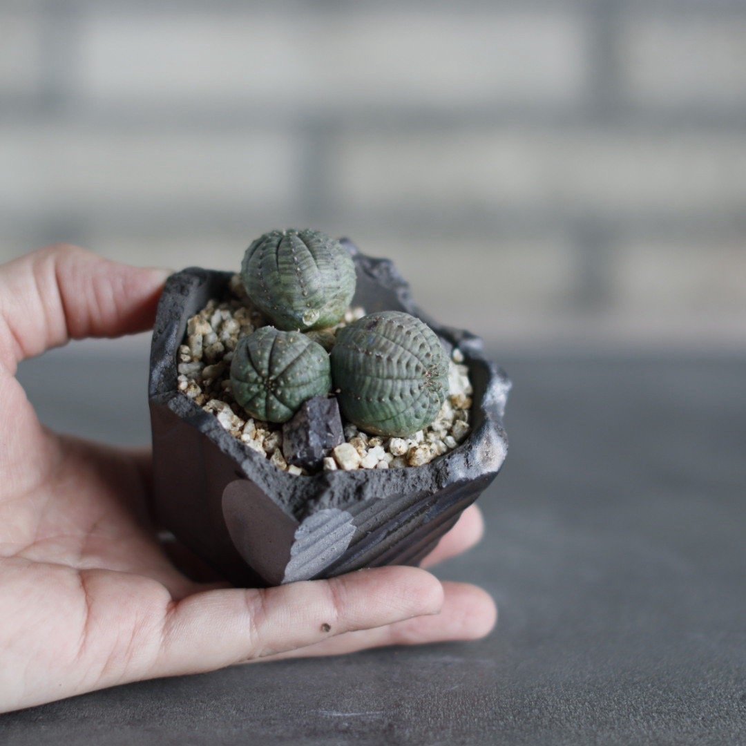 Euphorbia obesa × N/OH (3号) no.524/36 | 芽の巣山