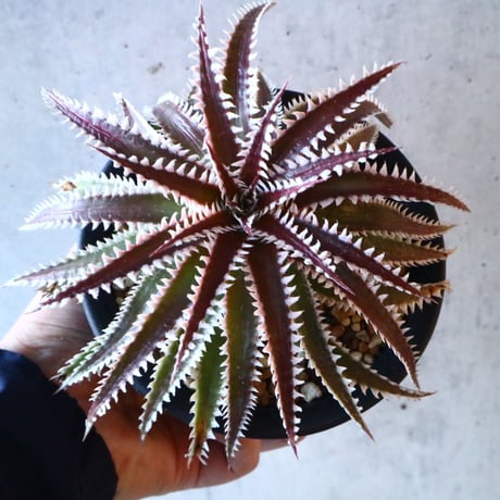 Dyckia ‘Snaggle Tooth’ F2(small clone)     005