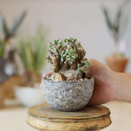 Ceraria pygmaea × takero pot (3.5号)  no.1214/48