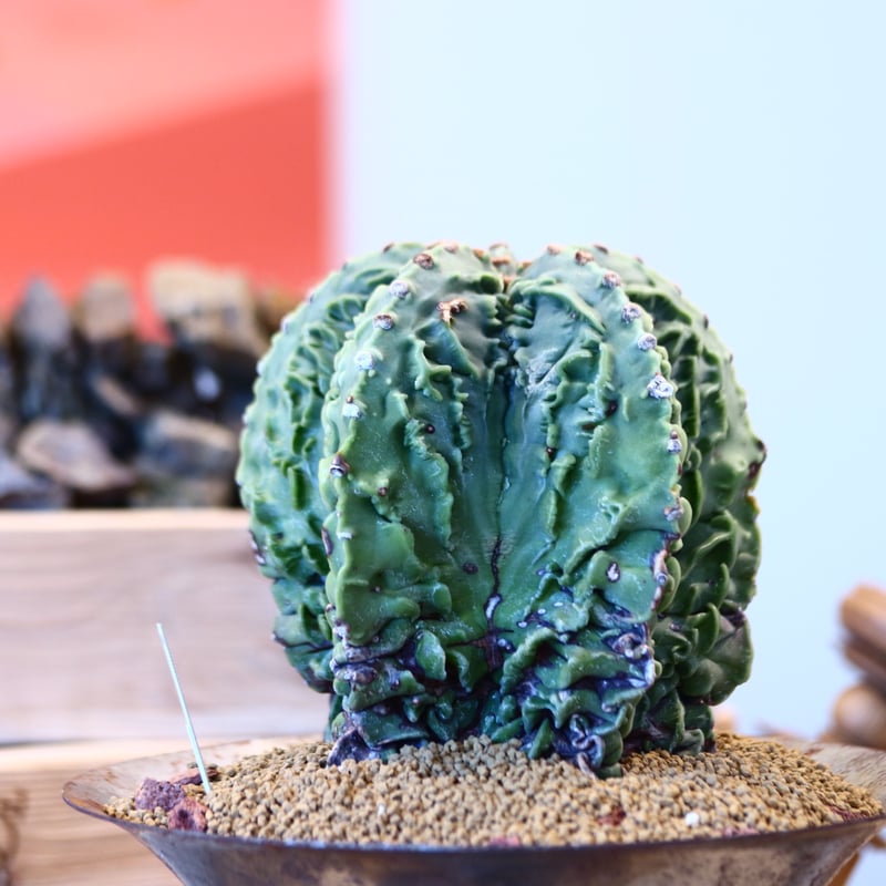Astrophytum 複隆ランポー玉 × M&M no.107130 | 芽の巣山