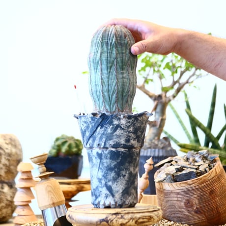 Euphorbia obesa × SPECIMEN LAB ＿ OOPARTS ＿  no.91737