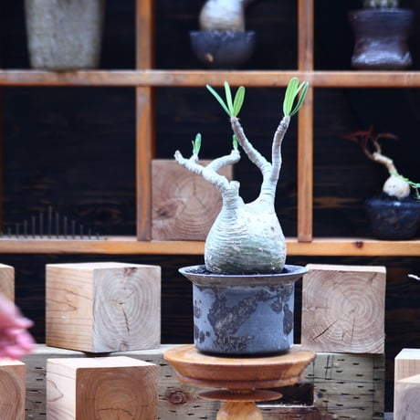 パキポディウム  グラキリス／Pachypodium  gracilius       no.82208
