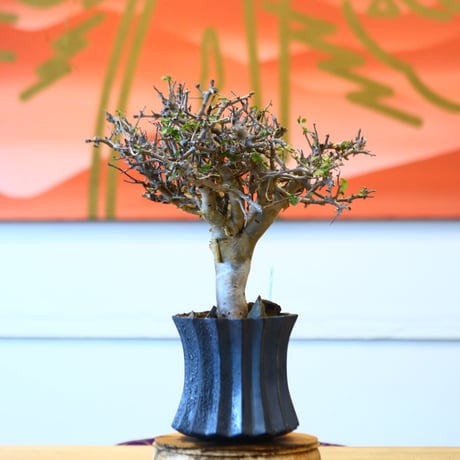 Commiphora wightii × soso   no.100854