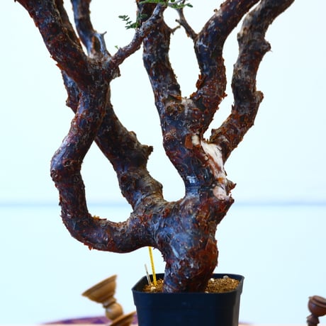 コミフォラ モンストローサ / Commiphora monstrosa   no.62501