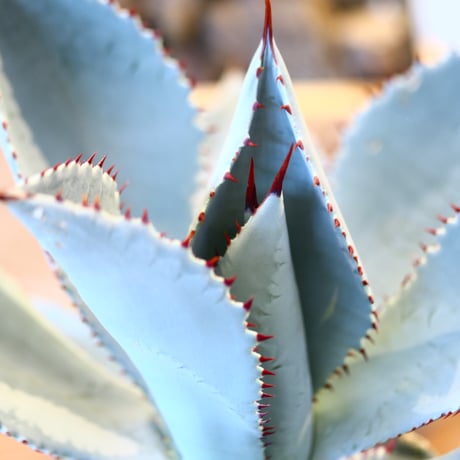 Agave Dragon Toes × N/OH　no. 107123