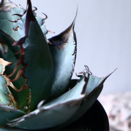 アガベ   チタノタ 〝アイス ブルー〟 Agave  titanota  ice blue   no.71443