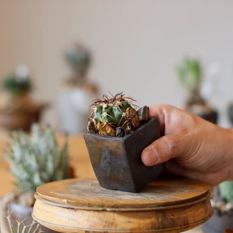 Discocactus gigantea × takero pot (2号)  no.111/17