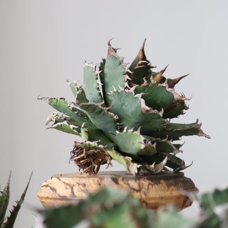 Agave titanota solareclipse / Style of Chika　no.42150